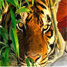 /images/logos/local/th_north-india-tour-packages.jpg