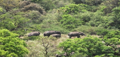 Mudumalai Wild Life Sanctuary