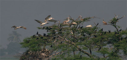 Kolleru-Bird-Sanctuary