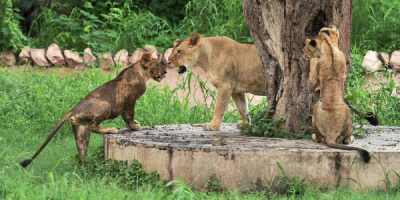 Lucknow Zoo