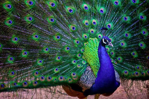 National Bird - Peacock