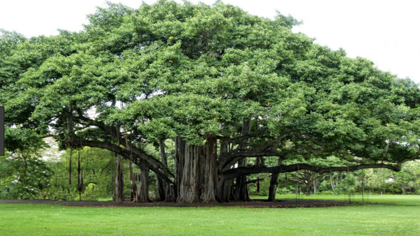 National Tree - Banyan