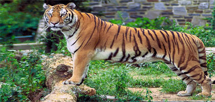 Kalakkadu Sanctuary