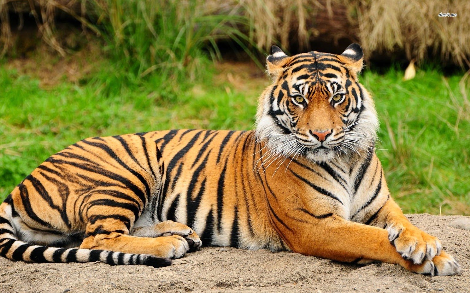 National Animal - Tiger