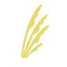 Southcoast Financial Corporation