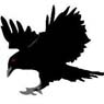 Black Raven Energy, Inc.
