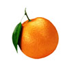 Orange Biotech Private Limited
