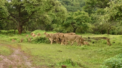 Gir lions population up by 29% in 5 years, PM Modi congratulates people of Gujarat