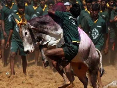 SC rejects plea on lifting ban on Jallikattu, Tamil Nadu govt seeks Centre's help