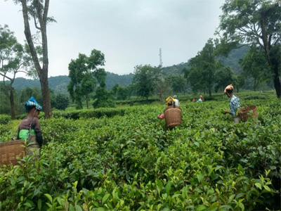 Assam's world-famous tea gardens are deadly for pregnant women