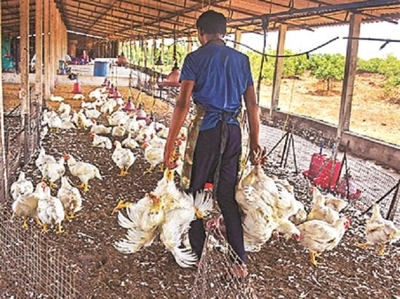 Coronavirus outbreak: Poultry firms, farmers hit due to massive culling