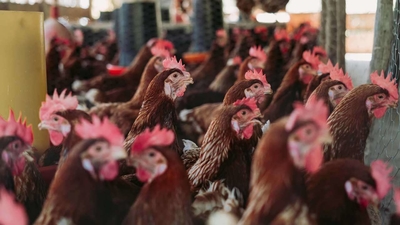 Maharashtra govt warns those spreading misinformation about consumption of non-vegetarian food