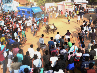 Supreme Court agrees not to pass Jallikattu verdict for a week