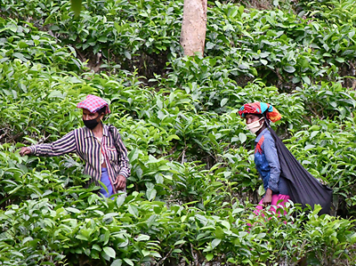 Lockdown and uneven rainfall hits tea crop, prices firm up at auctions