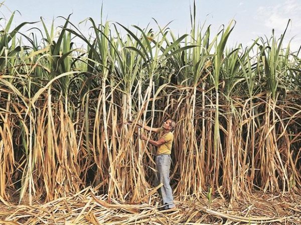 Sugar shares in demand; Triveni, Dhampur, Balrampur surge up to 11%