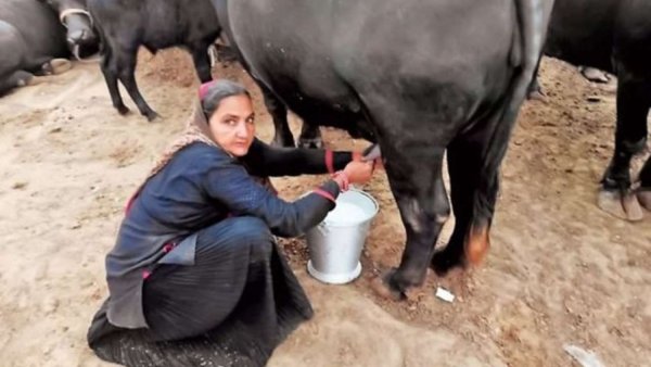 Meet 62-year-old Navalben who sold more than Rs 1 crore worth of milk in a year