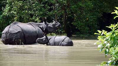 Assam Floods: 129 animals lost their lives at Kaziranga National Park, Tiger Reserve till now