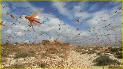 After laying waste to Rajasthan and Madhya Pradesh, desert locust swarms headed towards Delhi; wind pattern uncertain