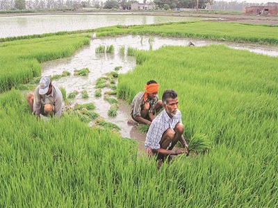 Rain in August to determine final output of kharif crops this year
