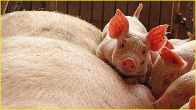 New swine flu virus with pandemic potential discovered in China