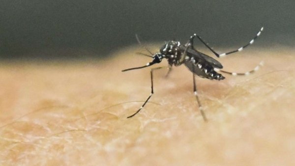 Uttar Pradesh: Centre sends teams to Firozabad as death toll from dengue crosses 50