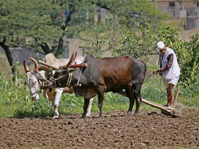 Why India's solar push could kill the livelihood of pastoral communities