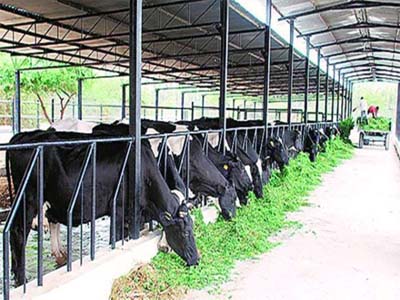 Dairy industry, farmers seek cut in GST rates