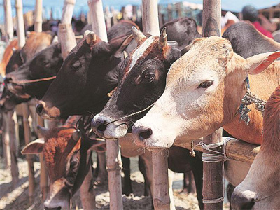Two Muslim men, suspected of cattle theft, lynched in Jharkhand
