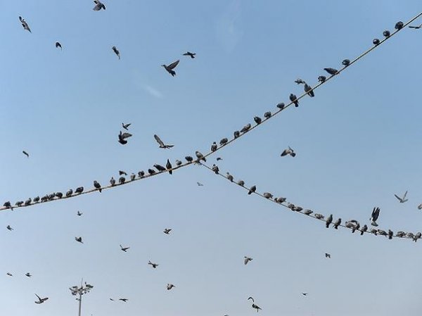 Bird Flu: 35 crows found dead in Delhi, samples collected for testing