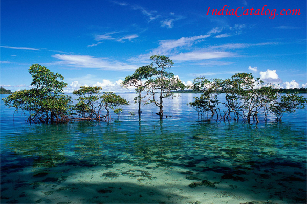 Havelock Island