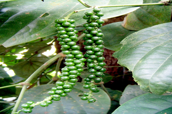 Avt Natural Products Ltd Address Avt Natural Products Ltd Address
